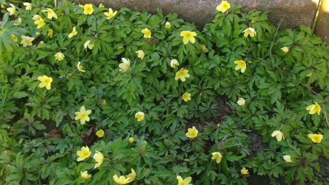 Svovlgul anemone