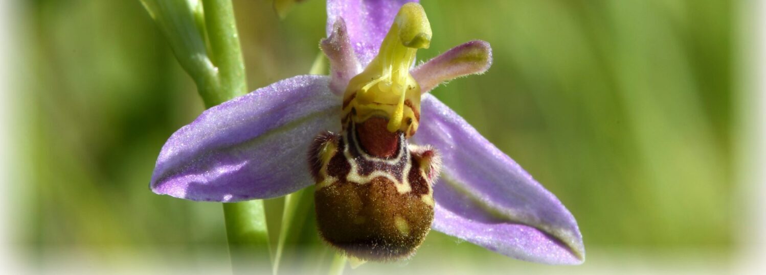 Naturhistorisk Forening for Fyn