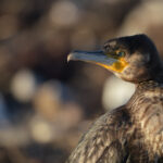 Generalforsamling 2026