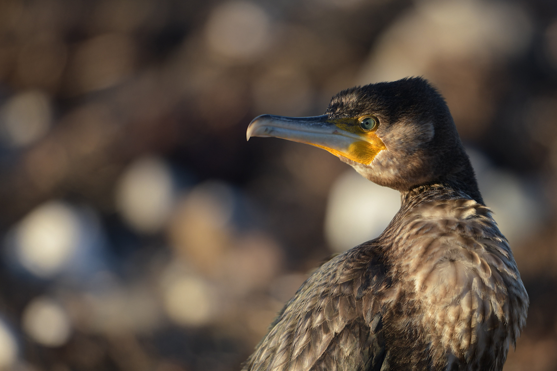 Generalforsamling 2026