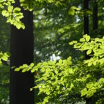 Mini-Bioblitz i Smuttebjerg Folkeskov